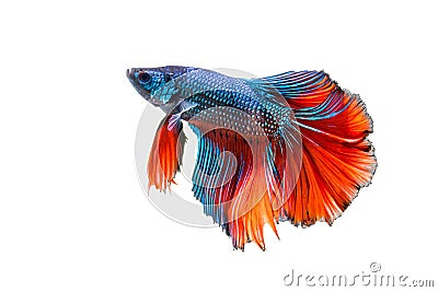 Siamese fighting fish isolated on white background Stock Photo