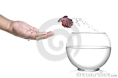 Siamese fighting fish jumping out of fishbowl and into human palm Stock Photo