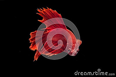 Siamese fighting fish Stock Photo