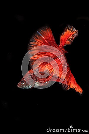 Siamese fighting fish Stock Photo