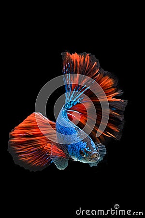 SIAMESE FIGHTING FISH Stock Photo