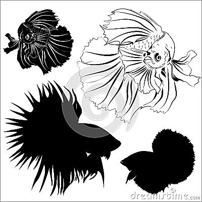 Siamese fighting fish vector Vector Illustration