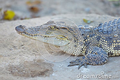 Siamese Freshwater Crocodile.Crocodiles Resting at Crocodile Farm in Thailand Stock Photo