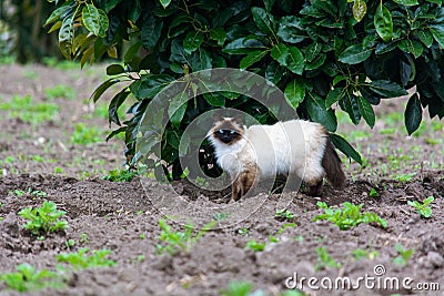 Siamese Himalayan cat walking in the nature Stock Photo