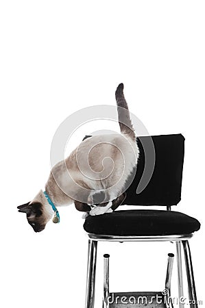 Siamese Jumping Down Stock Photo