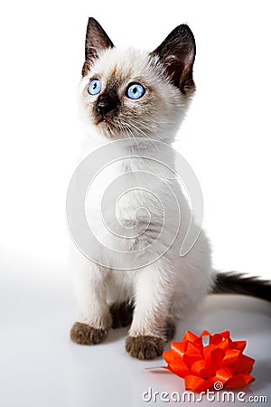 Siamese kitten Stock Photo