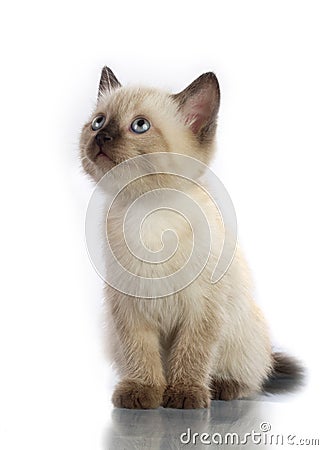 Siamese kitten Stock Photo