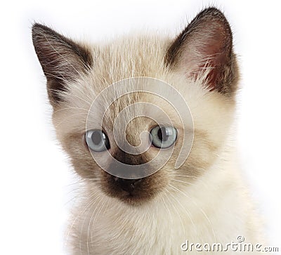 Siamese kitten Stock Photo