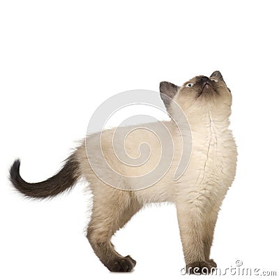 Siamese kitten Stock Photo