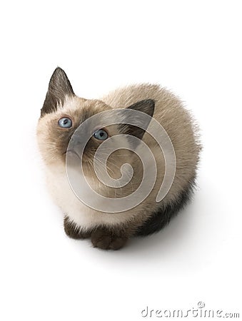 Siamese kitten Stock Photo