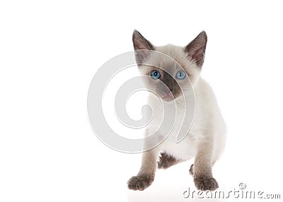 Siamese kitten isolated on white Stock Photo