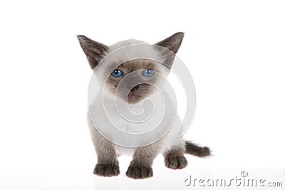 Siamese kitten isolated on white Stock Photo