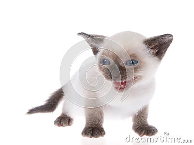 Siamese kitten isolated on white Stock Photo