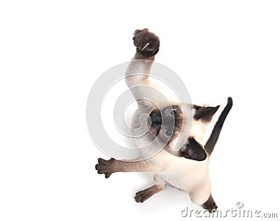 Siamese kitten jumping Stock Photo