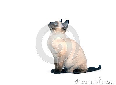 Siamese kitten on white Stock Photo