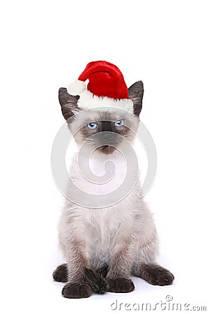 Siamese Kitten on White With Santa Hat Stock Photo