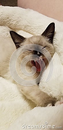 Siamese kitten yawning cat snowshoe snow shoe kitten Stock Photo