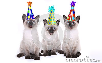 Siamese Kittens Celebrating a Birthday With Hats Stock Photo