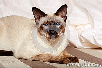 Siamese oriental cat Stock Photo