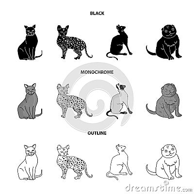 Siamese and other species. Cat breeds set collection icons in black,monochrome,outline style vector symbol stock Vector Illustration