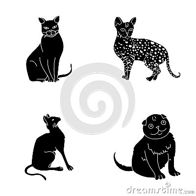 Siamese and other species. Cat breeds set collection icons in black style vector symbol stock illustration web. Vector Illustration