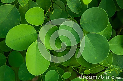 Siamese Rosewood Leaf Stock Photo