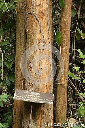 Siamese rosewood tree in national park Stock Photo