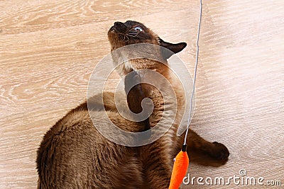 Siamese or Thai cat plays with a toy. Cat invalidated itching. Three paws, no limb. Stock Photo