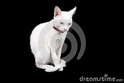 Siamese white cat on black background. Stock Photo