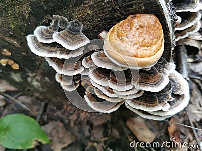 Siberia. Forest. Mushroom. Grass. Bushes. Leaves Stock Photo