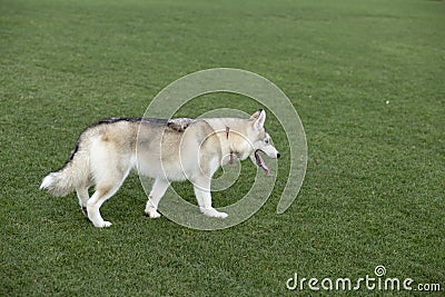 Huskies. Stock Photo
