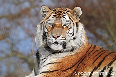 Siberian Tiger Panthera Tigris Altaica looking proud and regal Stock Photo