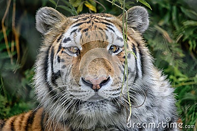 Siberian amur tiger Panthera tigris tigris full face view Stock Photo