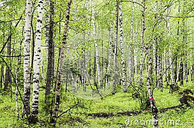 Siberian birch forest in Arshan region of Buryatia Stock Photo