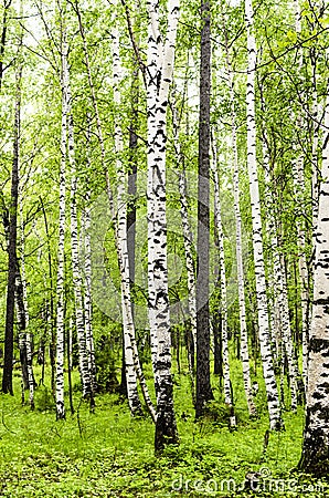 Siberian birch forest in Arshan region of Buryatia Stock Photo