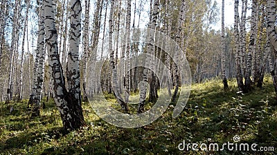 Siberian birch forest in the rays of golden autumn Stock Photo