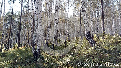 Siberian birch forest in the rays of golden autumn Stock Photo