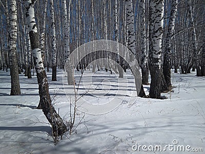 Siberian birch, forest with trees in the snow in winter Stock Photo