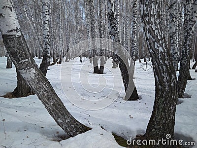 Siberian birch forest with ,trees in the snow in winter Stock Photo