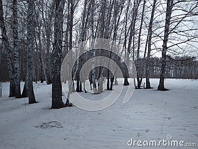 Siberian birch forest with trees in the snow in winter Stock Photo