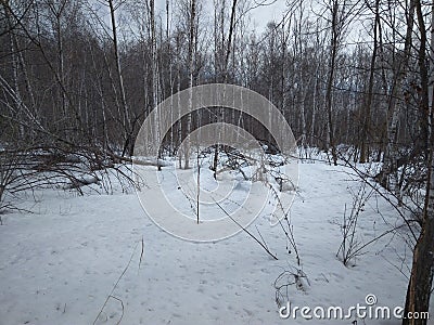 Siberian birch forest with trees in the snow in winter Stock Photo