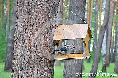 Siberian bird Kedrovka, lat. Nucifraga caryocatactes. The bird eats nuts from the bird feeders in a pine Stock Photo