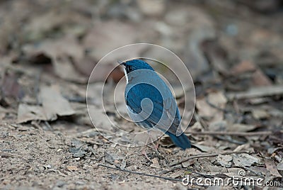 Siberian blue robin Stock Photo