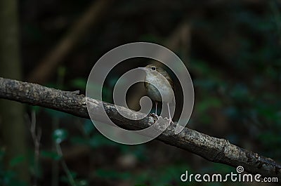 Siberian Blue Robin Luscinia cyane female in nature Stock Photo
