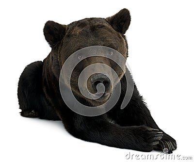 Siberian Brown Bear, 12 years old, lying Stock Photo