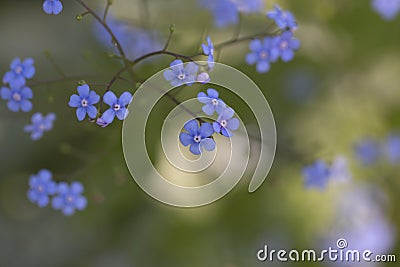 Siberian Bugloss - Jack Frost Brunnera Stock Photo