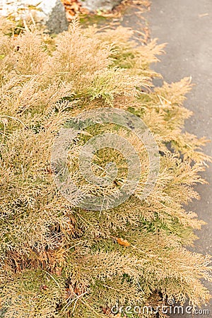 Siberian carpet cypress or Microbiota Decussata plant in Zurich in Switzerland Stock Photo