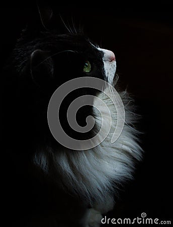 Siberian cat Stock Photo