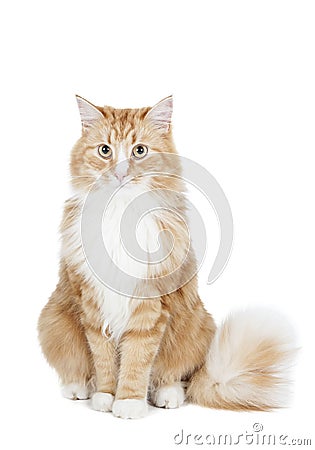 Siberian cat (Bukhara cat) Stock Photo