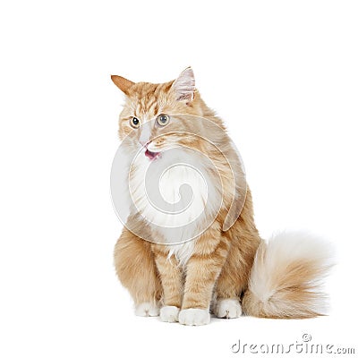 Siberian cat (Bukhara cat) Stock Photo